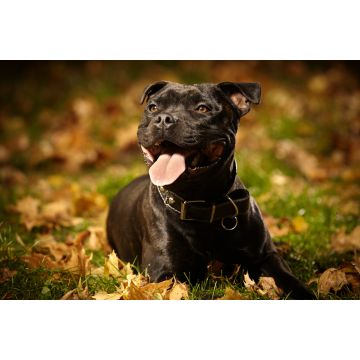 Lais Puzzle - Staffordshire Bullterrier - 2.000 Teile