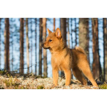 Lais Puzzle - Finnenspitz - 2.000 Teile