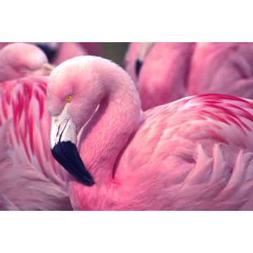 Lais Puzzle - Flamingo - 2.000 Teile