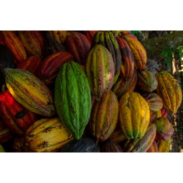 Lais Puzzle - Kakao pflücken, Arauquita, Arauca, Kolumbien - 2.000 Teile
