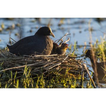Lais Puzzle - Weißes Blässhuhn in seinem Nest mit Küken, La Pampa, Argentinien - 2.000 Teile