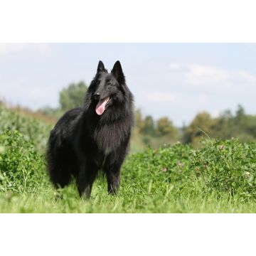 Lais Puzzle - Groenendael - 2.000 Teile