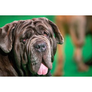 Lais Puzzle - Mastino Napoletano - 2.000 Teile