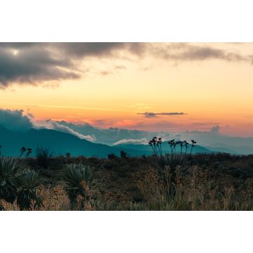 Lais Puzzle - Frailejones Krieger der Zeit im Land der Wolken, Kolumbien - 2.000 Teile