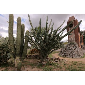 Lais Puzzle - Drei Arten von Kaktuspflanzen im Park der Stadt San Fernando del Valle de Catamarca - 2.000 Teile