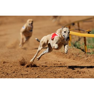 Lais Puzzle - Greyhounds - 2.000 Teile
