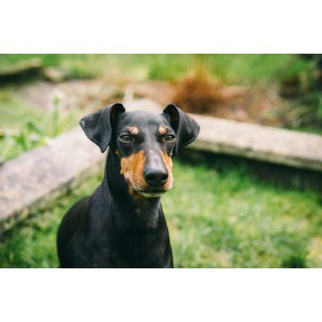 Lais Puzzle - Manchester Terrier - 2.000 Teile