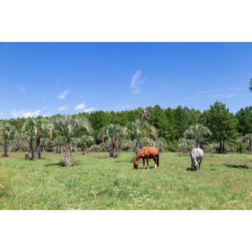 Lais Puzzle - Zwei Pferde grasen auf einer Wiese in der Nähe von Colon, Entre Rios, Argentinien. Ländliche Landschaft mit Palmen - 2.000 Teile