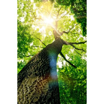 Lais Puzzle - Baum von unten - 2.000 Teile