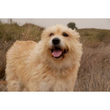 Lais Puzzle - Hollandse Smoushond - 2.000 Teile