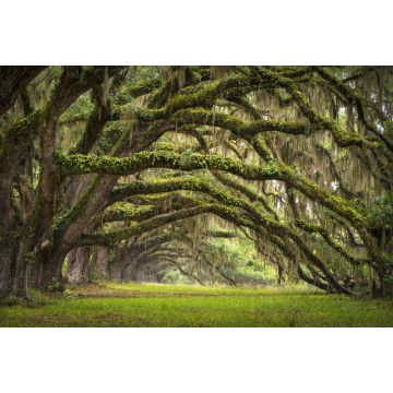 Lais Puzzle - Eichenallee Charleston SC Plantage Eichenwald - 2.000 Teile