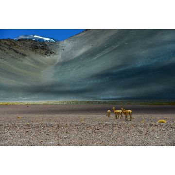 Lais Puzzle - Vicuñas in der Nähe des Paso de San Francisco und der Gipfel des Vulkans Incahuasi, Catamarca, Argentinien - 2.000 Teile