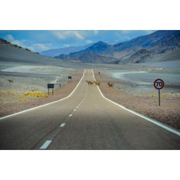 Lais Puzzle - Vicuñas beim Überqueren der Panoramastraße durch die Puna zum Bergpass Paso de San Francisco, Provinz Catamarca, Argentinien - 2.000 Teile
