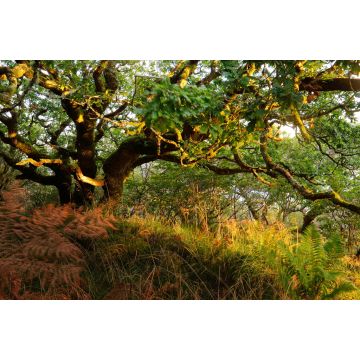 Lais Puzzle - Atemberaubende Ansicht des schottischen Regenwaldes. Mächtige Bäume, Moos, Pflanzen, Farn Nahaufnahme. Crinan Canal, Argyll und Bute, Schottland, Großbritannien. Dunkle stimmungsvolle Landschaft. Reiseziele, Tourismus, Natur - 2.000 Teile