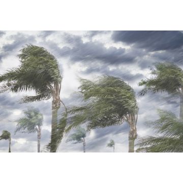 Lais Puzzle - Regen und Sturmwinde blasen Bäume - 2.000 Teile
