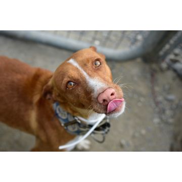 Lais Puzzle - Österreichischer Pinscher - 2.000 Teile