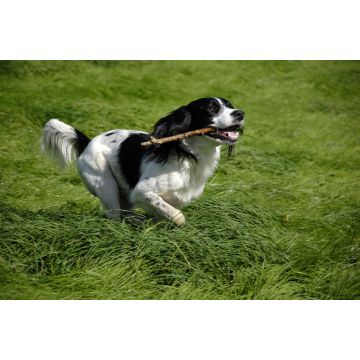 Lais Puzzle - English Springer Spaniel - 2.000 Teile