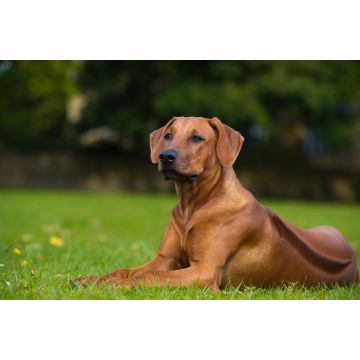 Lais Puzzle - Rhodesian Ridgeback - 2.000 Teile