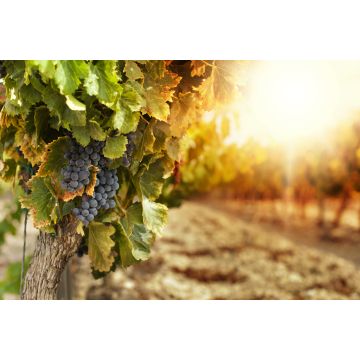 Lais Puzzle - Weinberge bei Sonnenuntergang - 2.000 Teile
