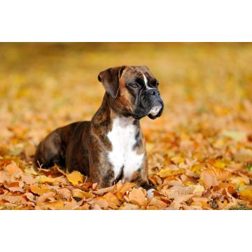 Lais Puzzle - Boxer - 2.000 Teile