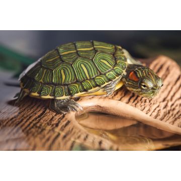Lais Puzzle - Kleine Schildkröte auf braunem Stein - 2.000 Teile