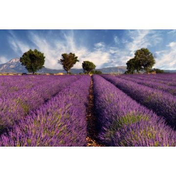Lais Puzzle - Lavendelfeld in der Provence - 2.000 Teile