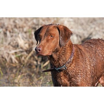 Lais Puzzle - Chesapeake Bay Retriever - 2.000 Teile