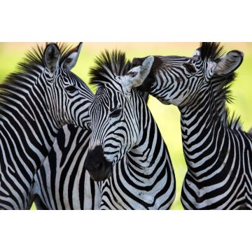 Lais Puzzle - Zebras - 2.000 Teile