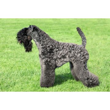 Lais Puzzle - Kerry Blue Terrier - 2.000 Teile