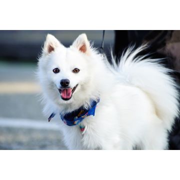 Lais Puzzle - Japan Spitz - 2.000 Teile