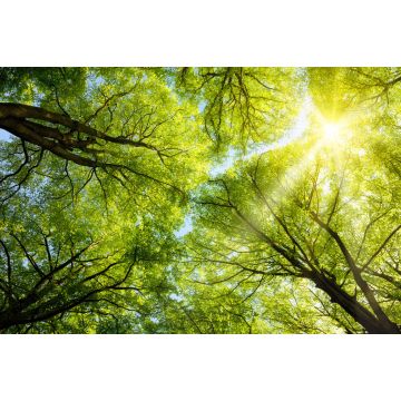 Lais Puzzle - Sonne leuchtet durch Baumkronen - 2.000 Teile