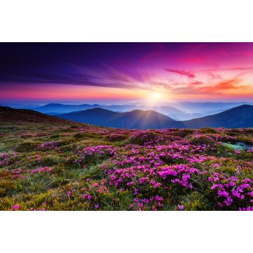 Lais Puzzle - Blumen - 2.000 Teile
