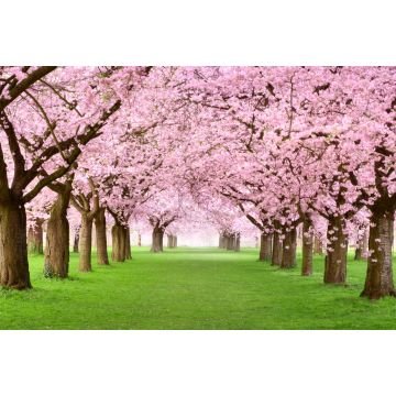 Lais Puzzle - Kirschblüten - 2.000 Teile