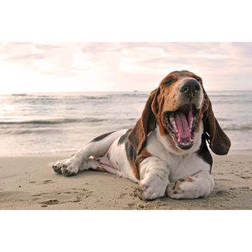Lais Puzzle - Basset - 2.000 Teile