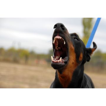 Lais Puzzle - Dobermann - 2.000 Teile