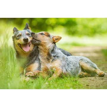 Lais Puzzle - Australian Cattle Dog - 2.000 Teile