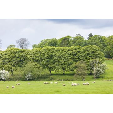 Lais Puzzle - Landschaft mit Schafen in der Nähe von Laigh Milton, East Ayrshire, Schottland - 2.000 Teile