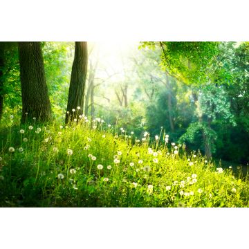 Lais Puzzle - Frühling Natur. Schöne Landschaft. Grünes Gras und Bäume - 2.000 Teile