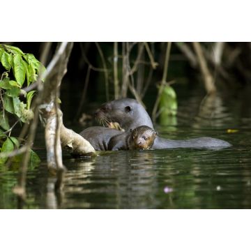 Lais Puzzle - Riesenotter, pteronura brasiliensis, Erwachsene und junge Stehende im Fluss Madre de Dios, Manu Parc in Peru - 2.000 Teile