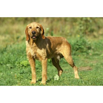 Lais Puzzle - Griffon Fauve de Bretagne - 2.000 Teile