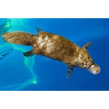 Lais Puzzle - Burnie, Tasmanien, Australien: Schnabeltier (Ornithorhynchus anatinus) beim Schwimmen im Blue River - 2.000 Teile