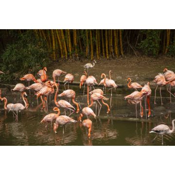 Lais Puzzle - Cali, Valle del Cauca, Kolumbien - 2.000 Teile
