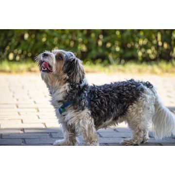 Lais Puzzle - Lucas Terrier - 2.000 Teile