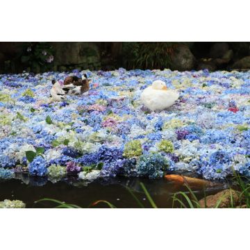 Lais Puzzle - Amabiki-Schrein, Japan - 2.000 Teile