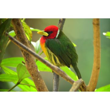 Lais Puzzle - Rotkopf-Bartvogel (Eubucco bourcierii), adultes Männchen auf einem Ast sitzend. Valle del Cauca, Kolumbien - 2.000 Teile
