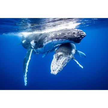Lais Puzzle - Buckelwal mit Kalb schwimmt unter Wasser - 2.000 Teile