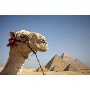 Lais Puzzle - Porträt eines Kamels vor den Pyramiden von Gizeh, Ägypten - 2.000 Teile