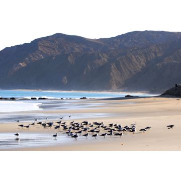 Lais Puzzle - Möwen rasten auf dem Sand am Strand von Cabo Blanco im Norden Perus - 2.000 Teile