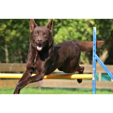 Lais Puzzle - Australian Kelpie - 2.000 Teile