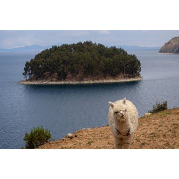 Lais Puzzle - Lama Alpaka in einer Landschaft von la isla de la luna (Mondinsel) mit Meer und Insel im Titicacasee, Peru - 2.000 Teile